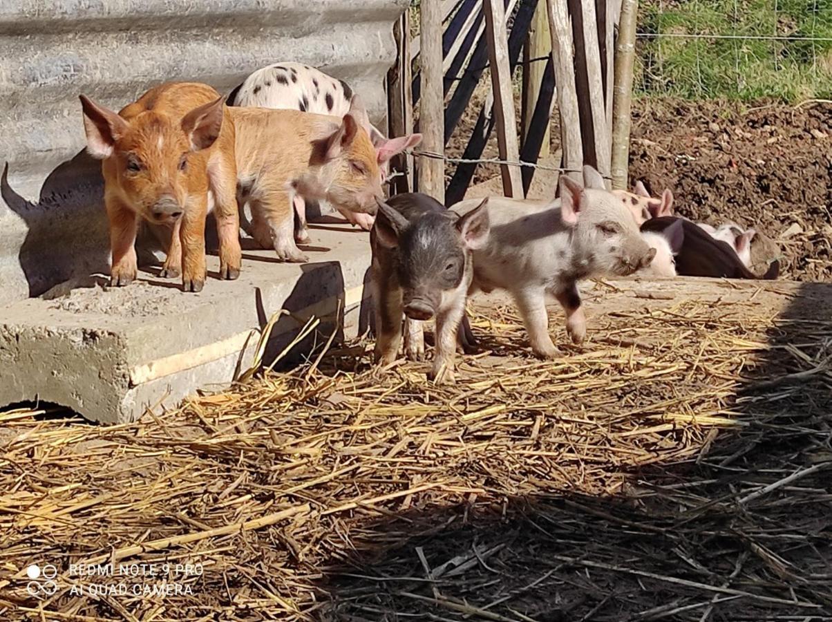 De Smishoeve Met Speelruimte, Dieren En Wellness Villa Heers Екстериор снимка