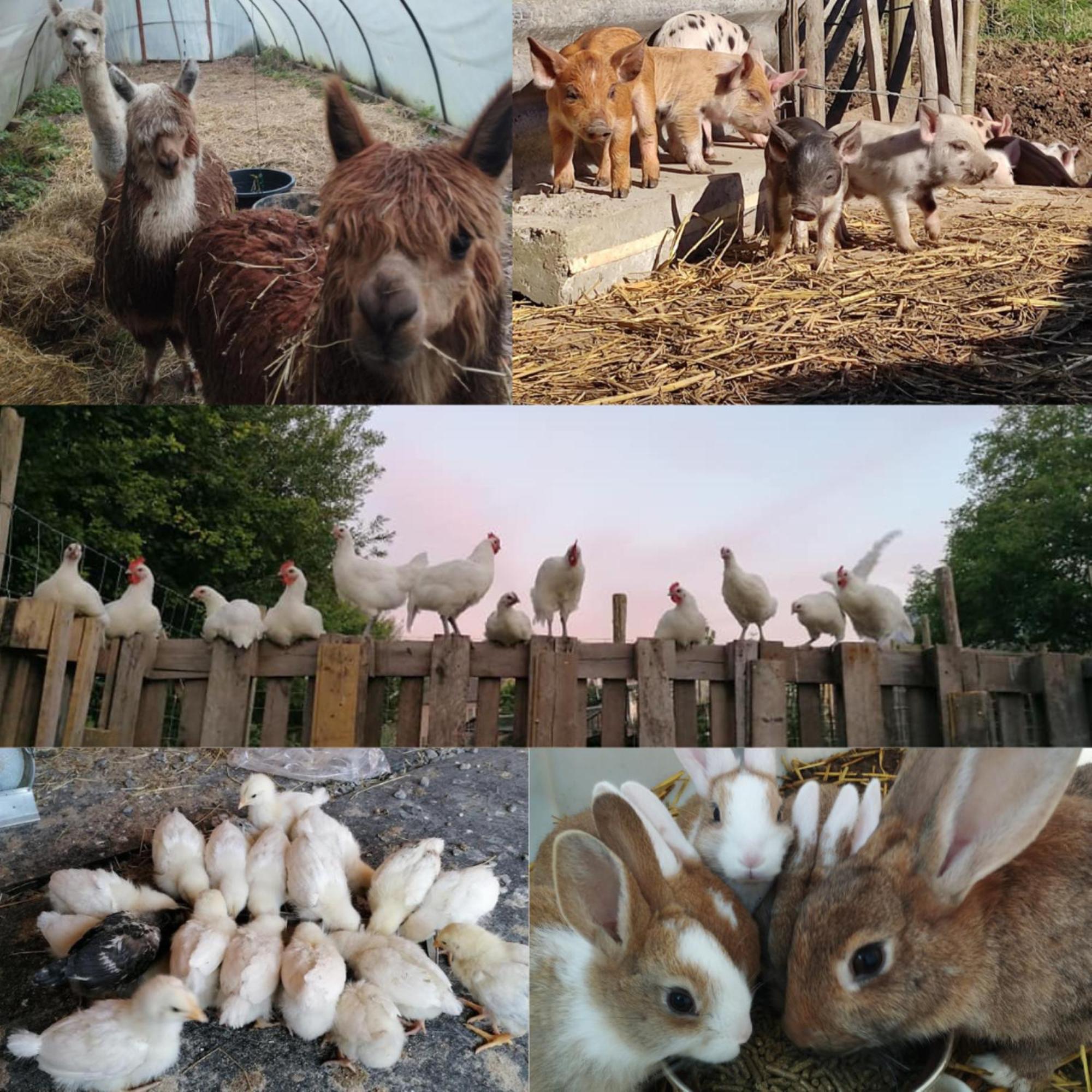 De Smishoeve Met Speelruimte, Dieren En Wellness Villa Heers Екстериор снимка