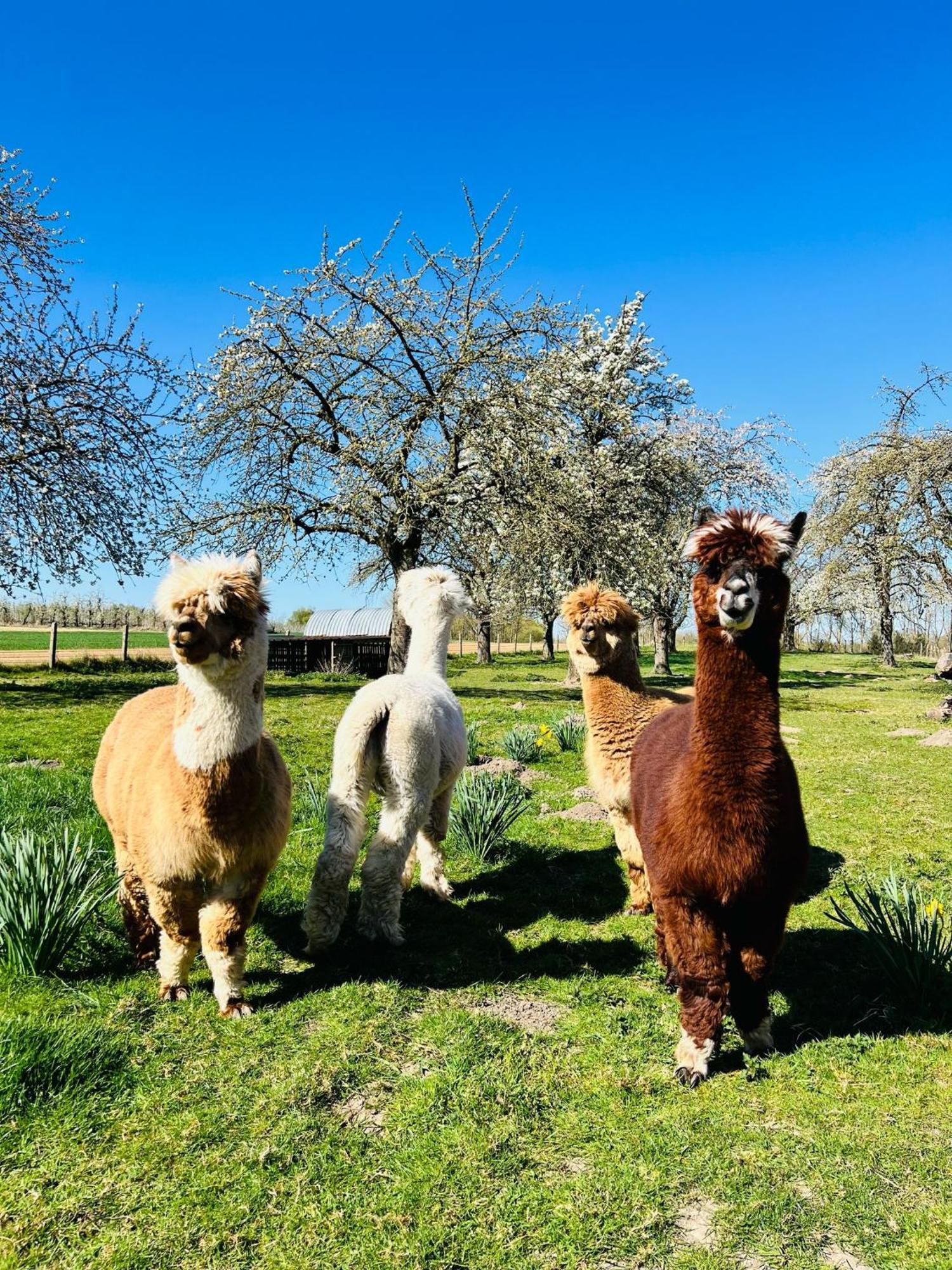 De Smishoeve Met Kinderpret, Dieren En Wellness Heers Екстериор снимка